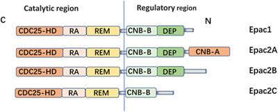 Perspectives of PDE inhibitor on treating idiopathic pulmonary fibrosis